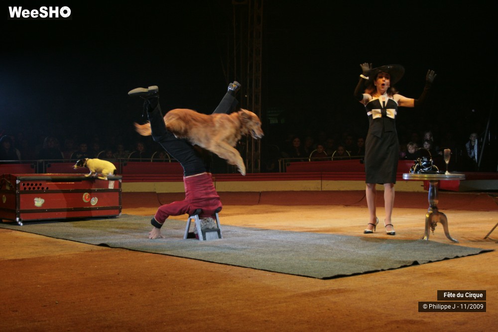 11/20 photos du spectacle Fête lilloise du cirque