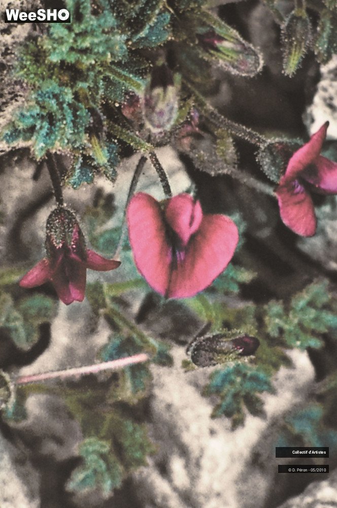 2/13 photos du spectacle Transphoto Palais Rameau