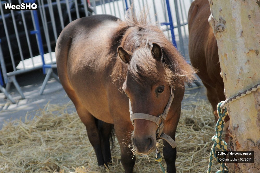 43/50 photos du spectacle La campagne s'invite à Anzin