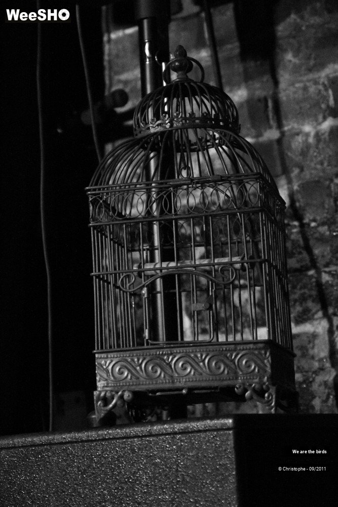 19/25 photos du spectacle We are the birds