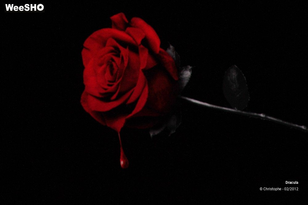 16/47 photos du spectacle Dracula