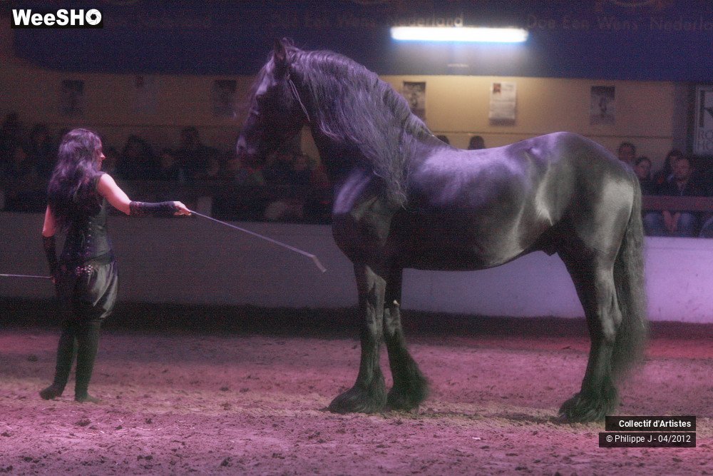 1/38 photos du spectacle Spectacle Equestre #1