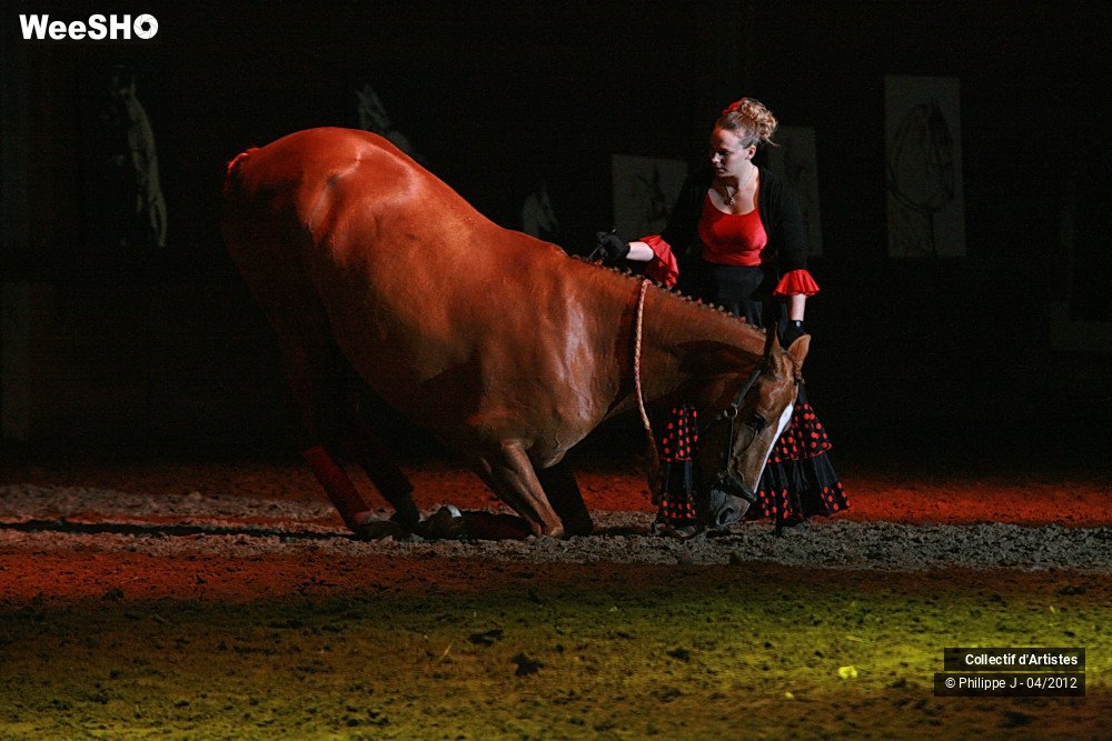 9/38 photos du spectacle Spectacle Equestre #1