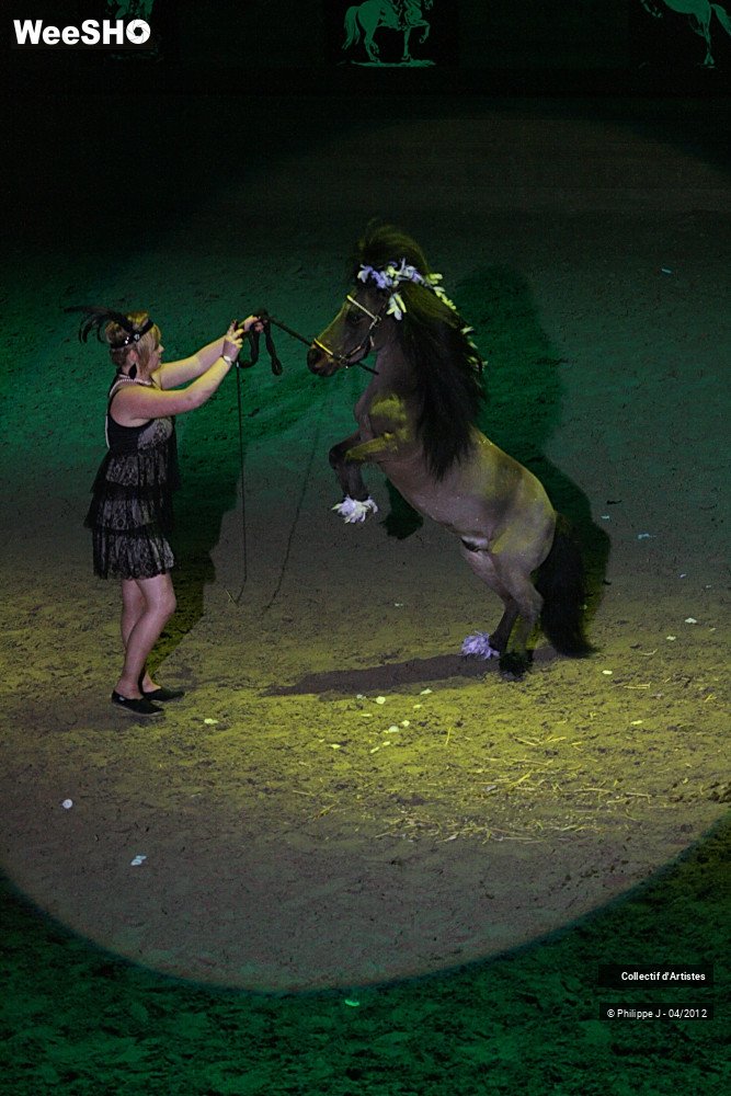 38/38 photos du spectacle Spectacle Equestre #1