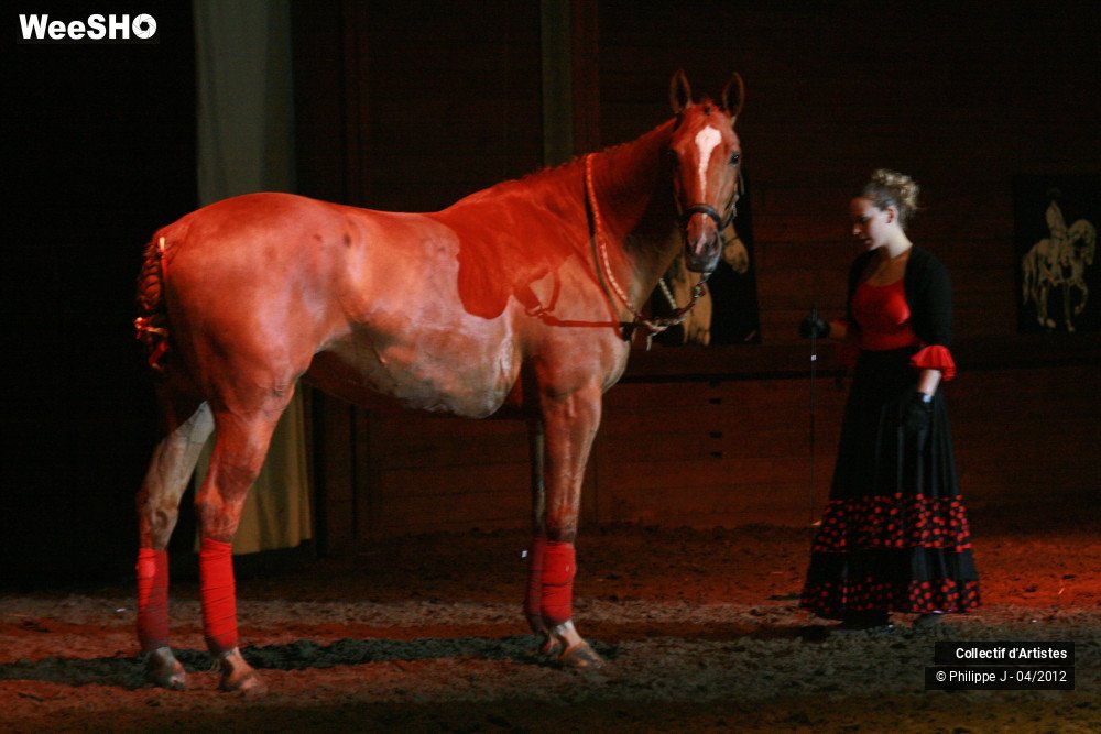 27/38 photos du spectacle Spectacle Equestre #2