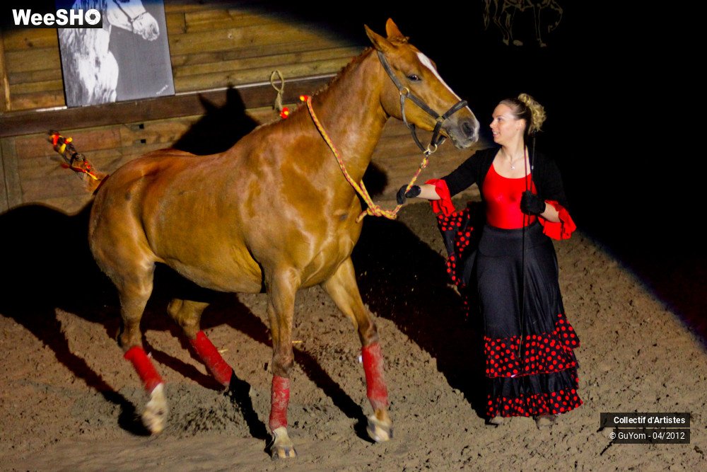 9/50 photos du spectacle Spectacle Equestre Seniors