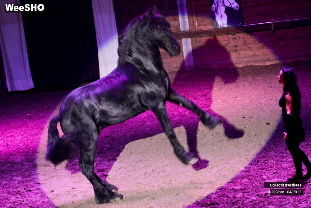 28/50 photos du spectacle Spectacle Equestre Seniors
