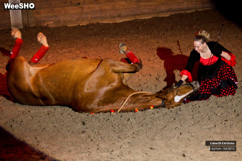 29/50 photos du spectacle Spectacle Equestre Seniors