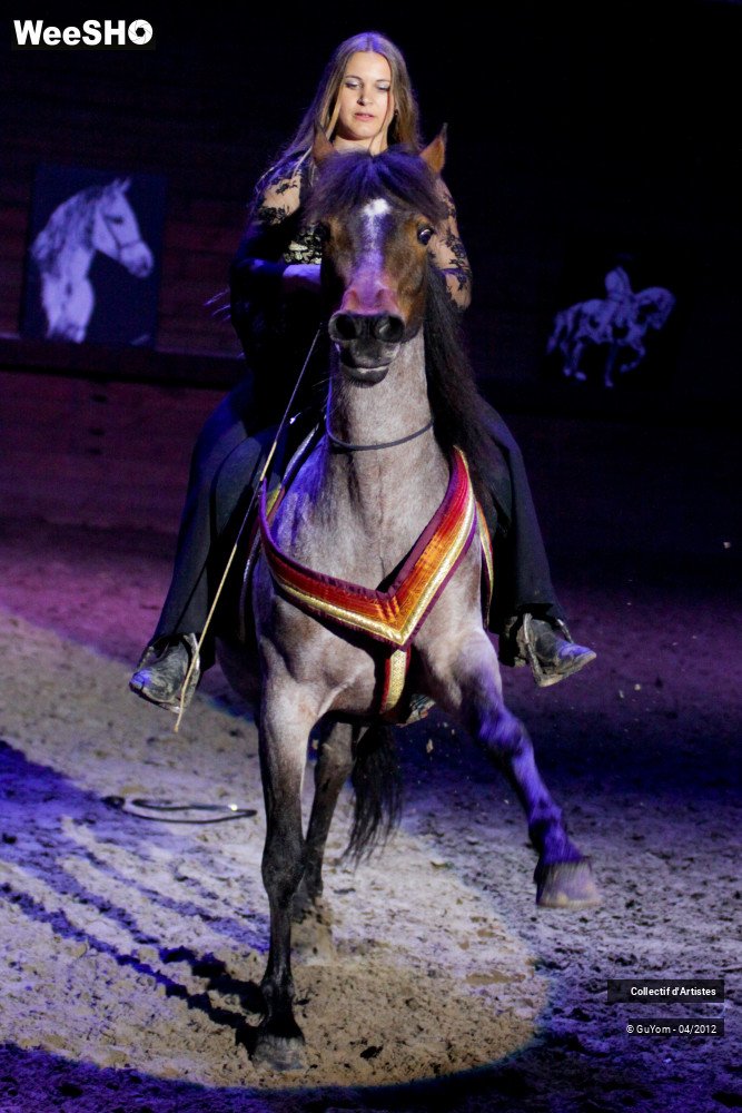 32/50 photos du spectacle Spectacle Equestre Seniors