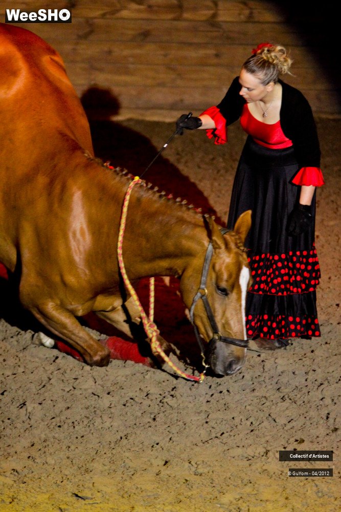 33/50 photos du spectacle Spectacle Equestre Seniors