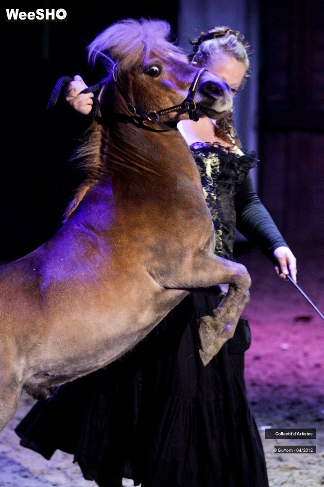 34/50 photos du spectacle Spectacle Equestre Seniors