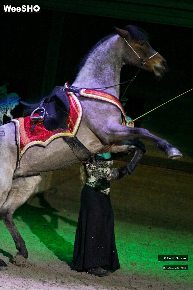 50/50 photos du spectacle Spectacle Equestre Seniors