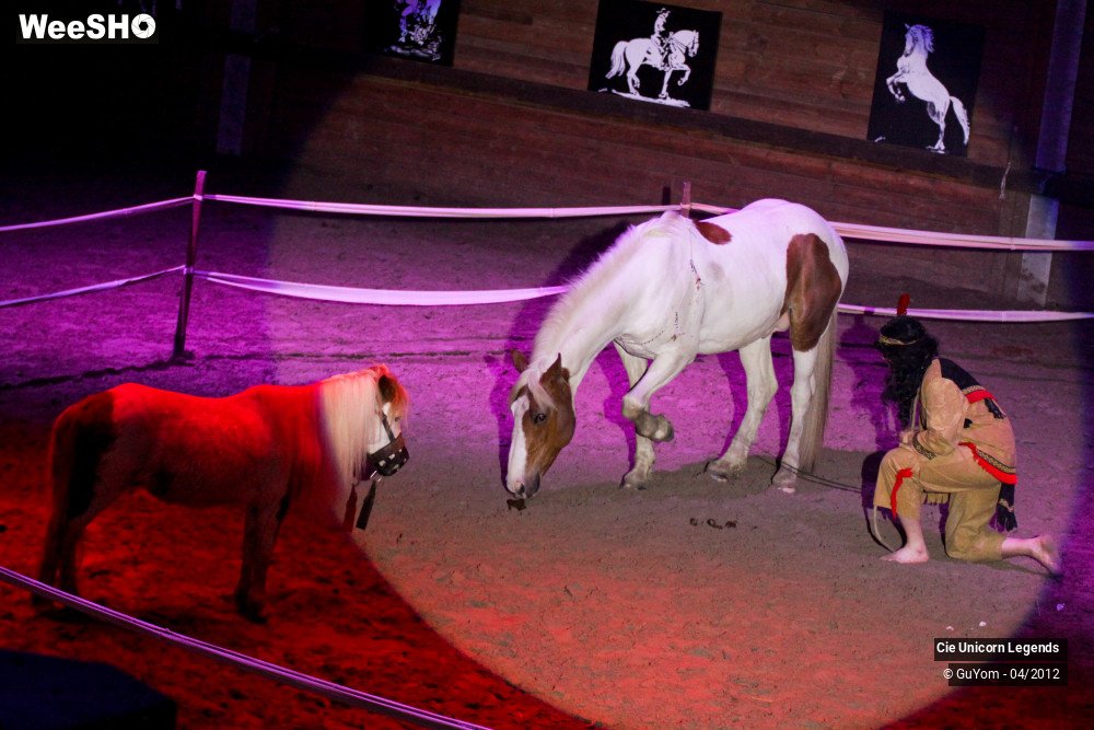 24/50 photos du spectacle Spectacle Equestre Confirmés