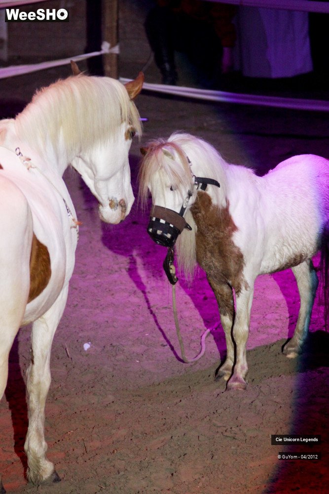 36/50 photos du spectacle Spectacle Equestre Confirmés