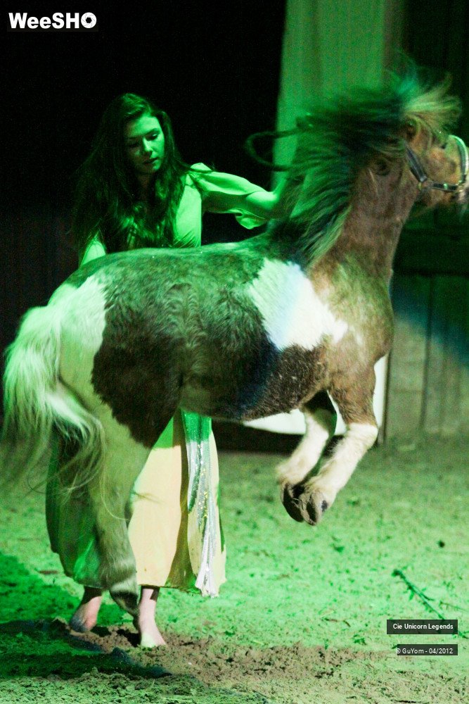 48/50 photos du spectacle Spectacle Equestre Confirmés