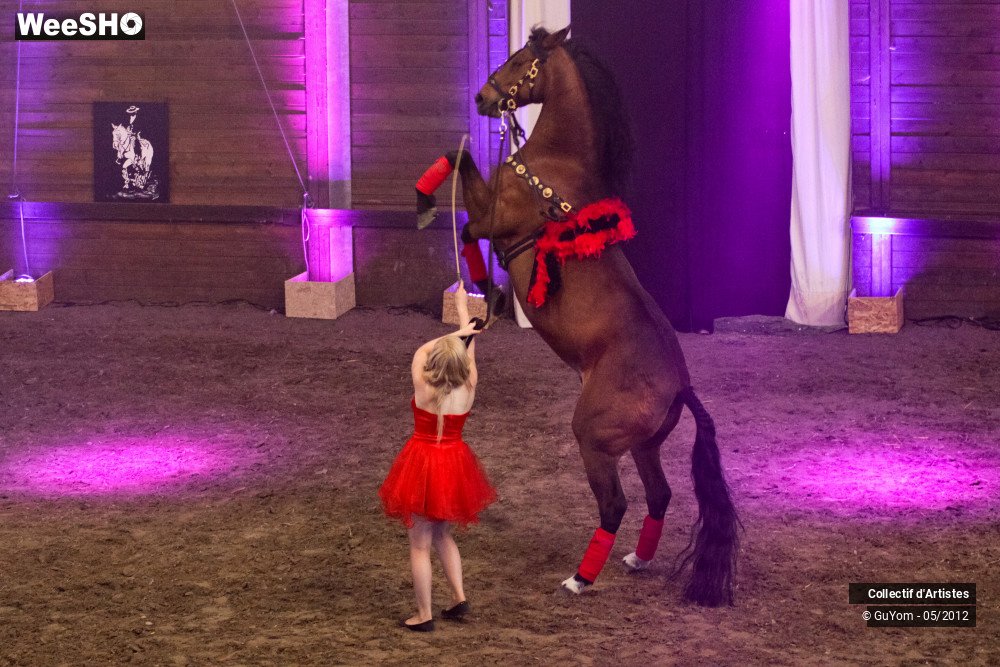 24/49 photos du spectacle Spectacle Equestre 2 Juniors