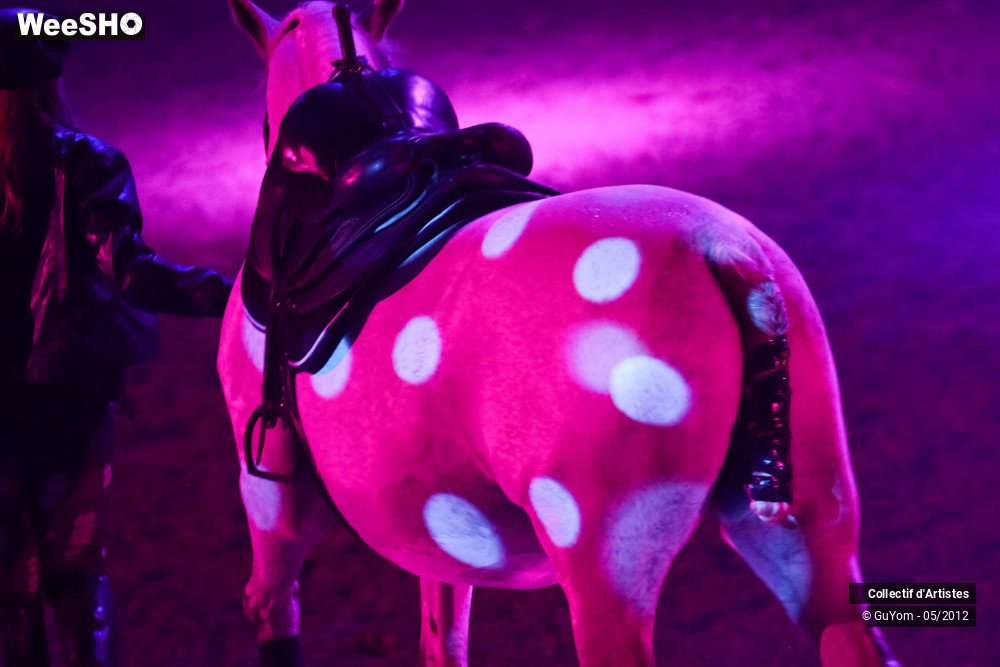 12/50 photos du spectacle Spectacle Equestre 2 Seniors