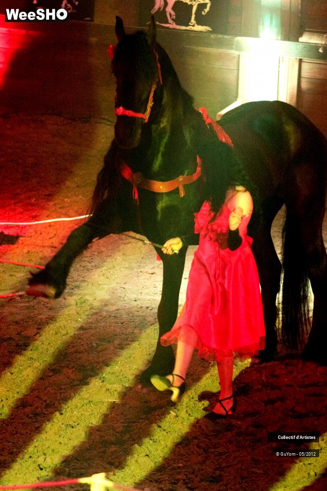 24/50 photos du spectacle Spectacle Equestre 2 Seniors