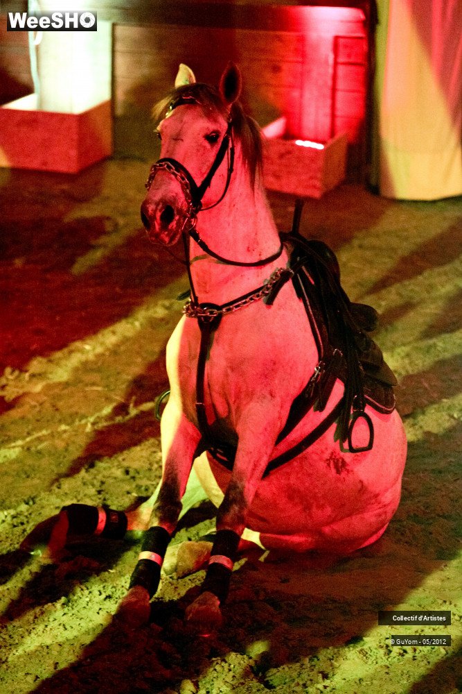 44/50 photos du spectacle Spectacle Equestre 2 Seniors