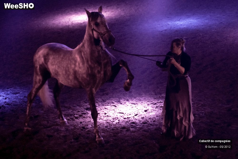 5/44 photos du spectacle Spectacle Equestre 2 Confirmés