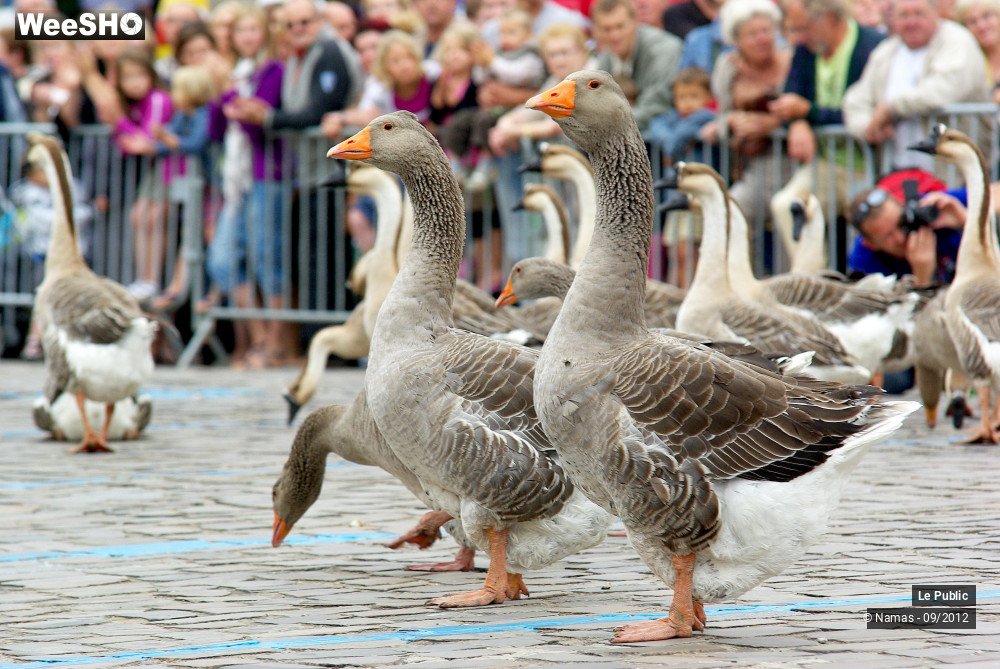 7/34 photos du spectacle Fête de l'Andouille Ambiance