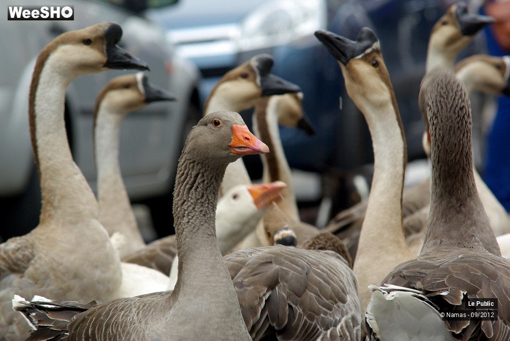 18/34 photos du spectacle Fête de l'Andouille Ambiance