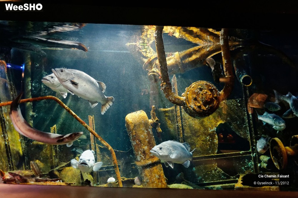 27/35 photos du spectacle Sardines à l'huile et poissons dans l'eau