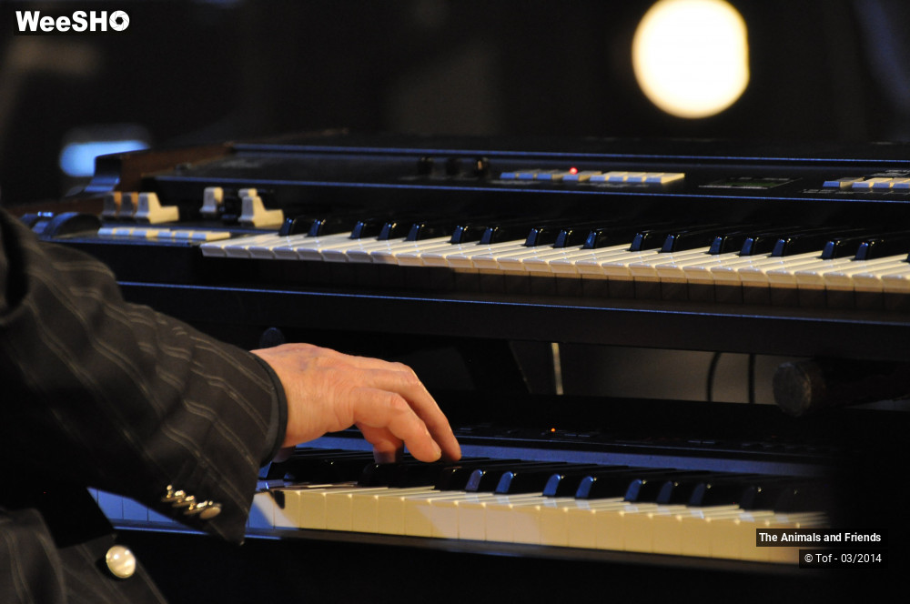 10/44 photos du spectacle The Animals and Friends