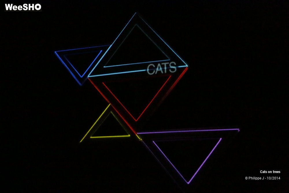 7/30 photos du spectacle Cats on trees
