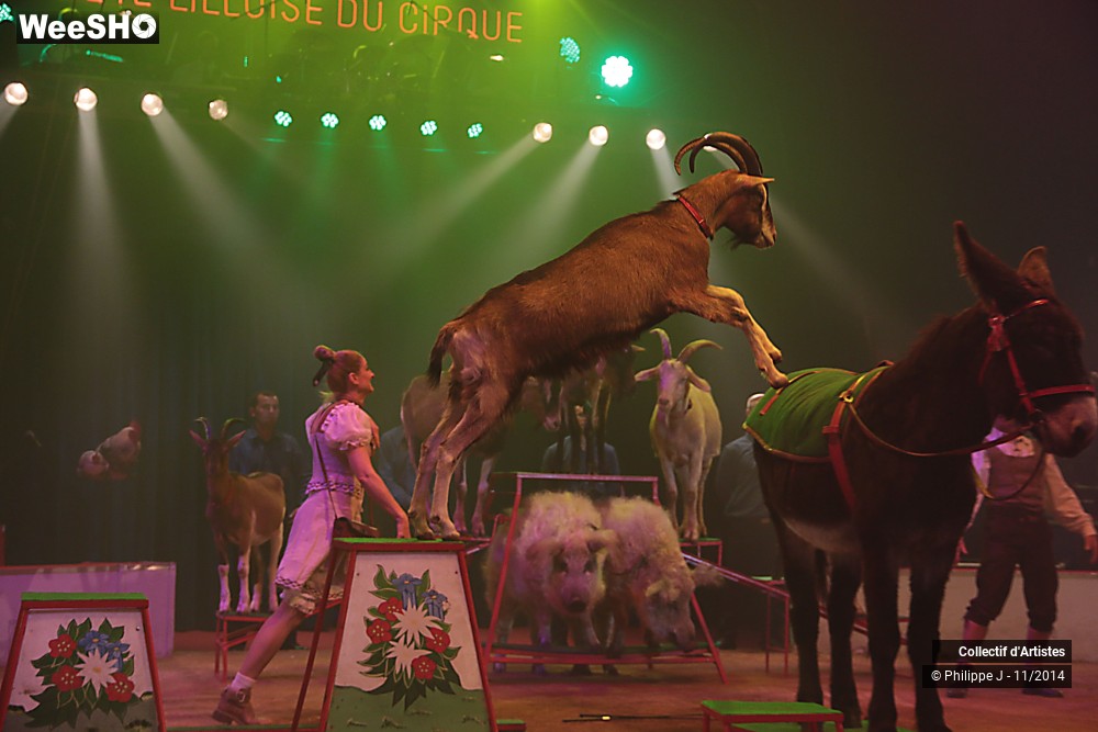 11/19 photos du spectacle Fête lilloise du cirque 2014