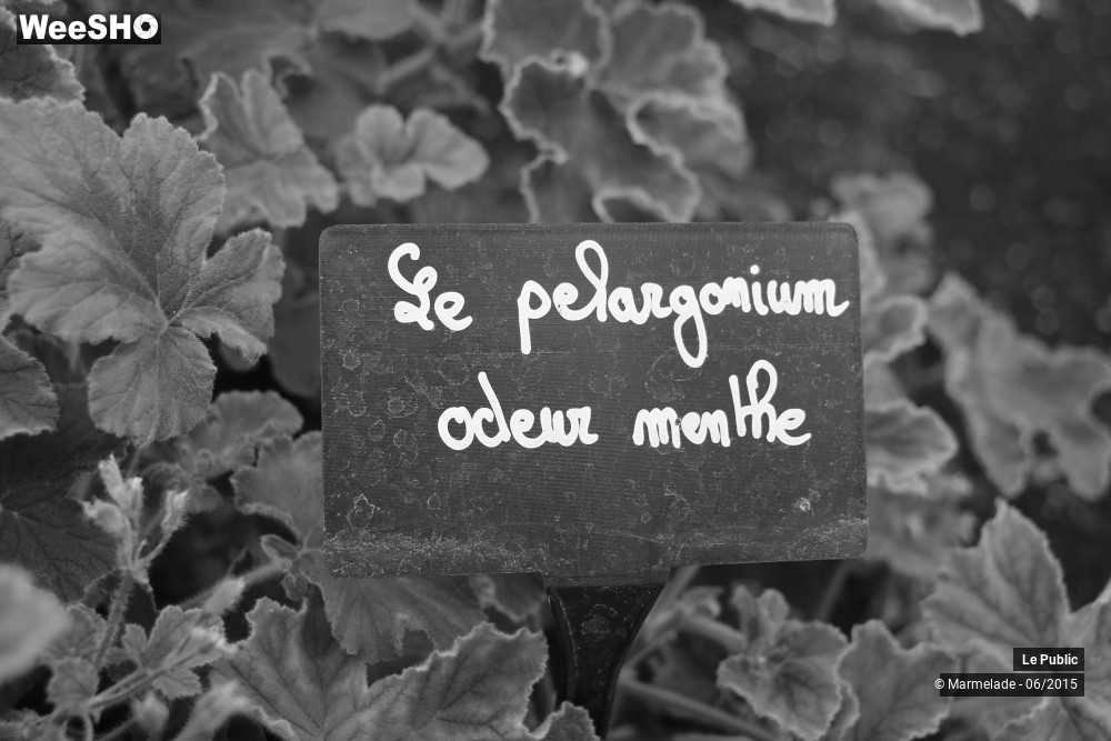 2/47 photos du spectacle Tourcoing se met au vert