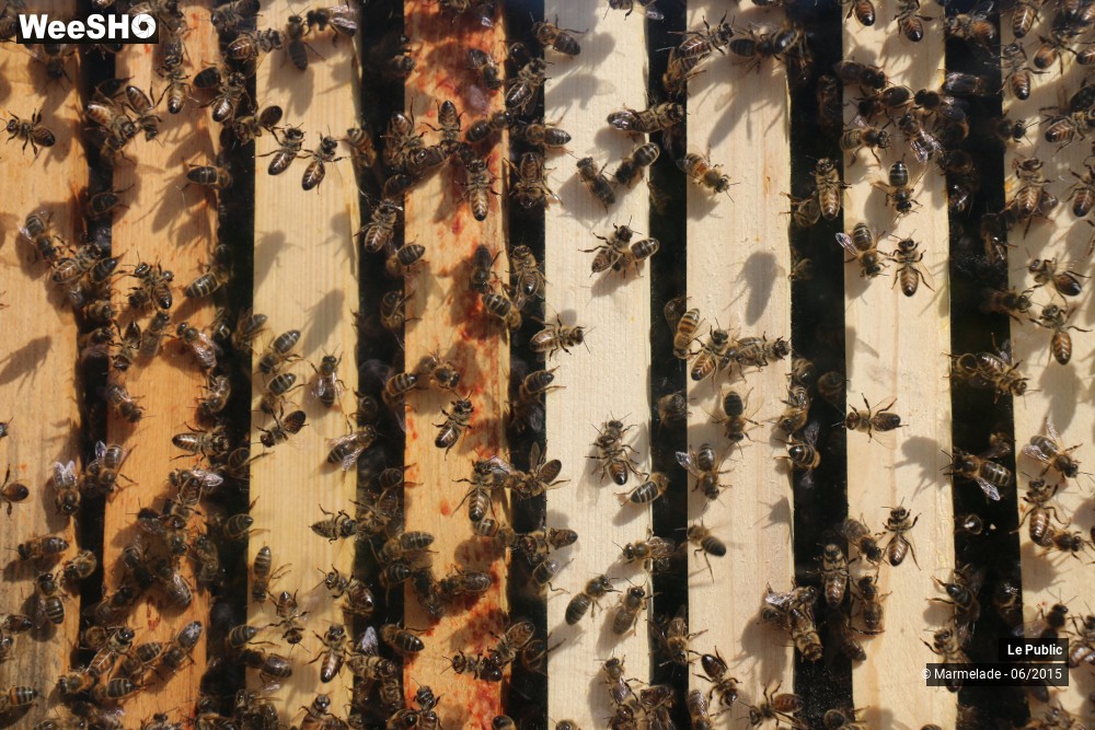 28/47 photos du spectacle Tourcoing se met au vert