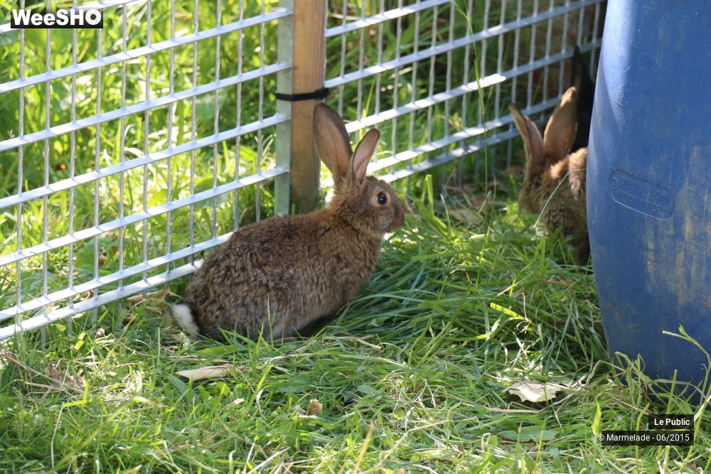 32/47 photos du spectacle Tourcoing se met au vert