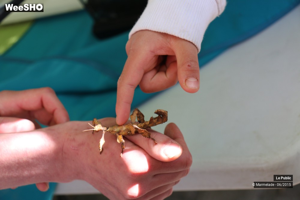 37/47 photos du spectacle Tourcoing se met au vert