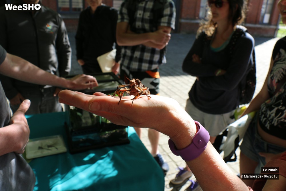 42/47 photos du spectacle Tourcoing se met au vert