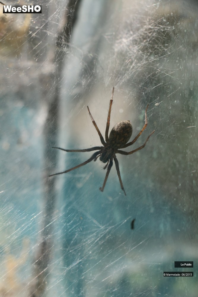 46/47 photos du spectacle Tourcoing se met au vert