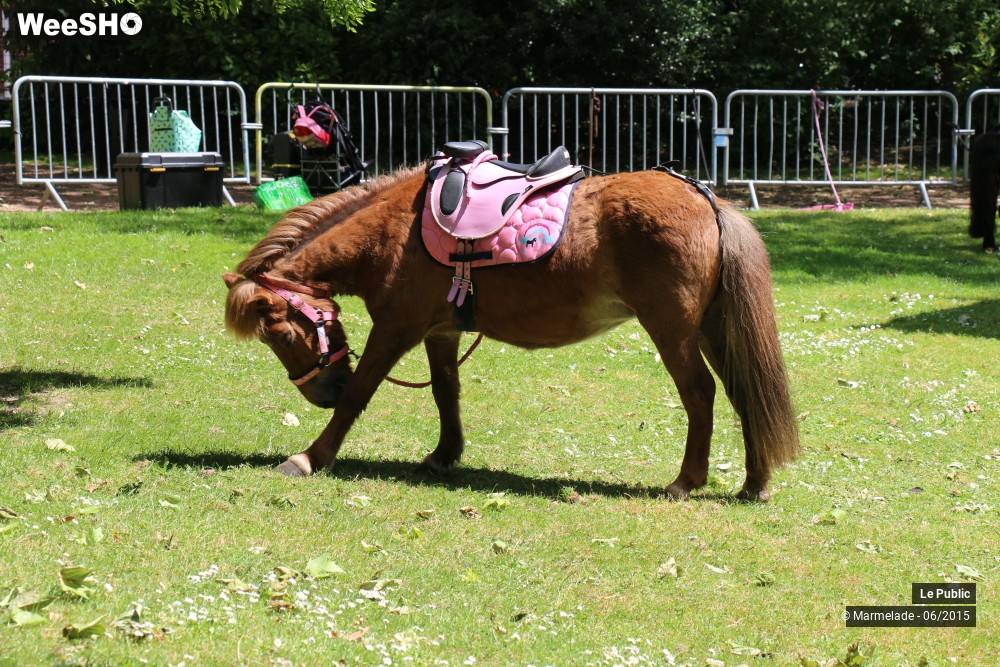 47/47 photos du spectacle Tourcoing se met au vert