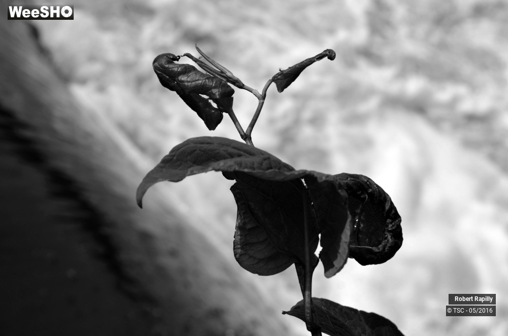 9/50 photos du spectacle L´escaut et le travail