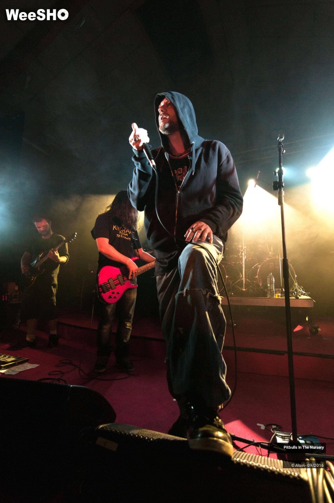 13/19 photos du spectacle Pitbulls in the nursery