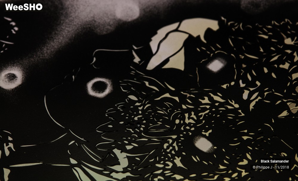 12/12 photos du spectacle Black Salamander