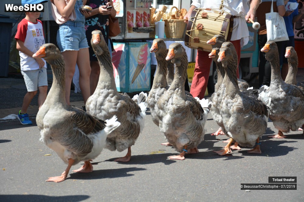 2/8 photos du spectacle La Fanfare des Oies
