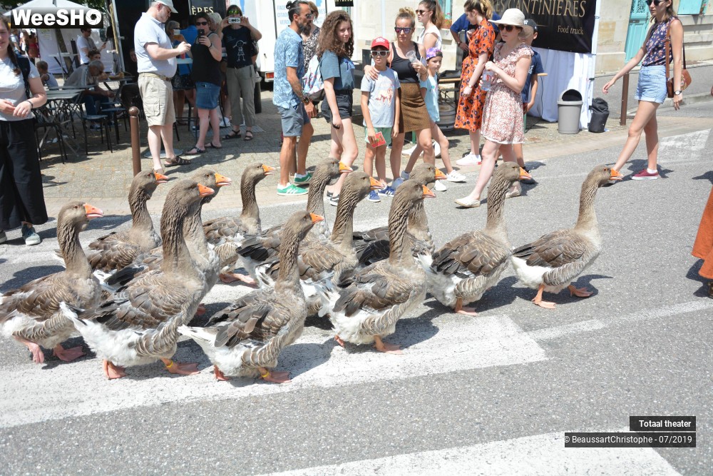3/8 photos du spectacle La Fanfare des Oies