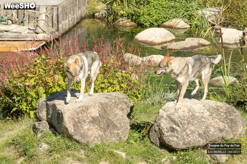 15/41 photos du spectacle Puy du Fou