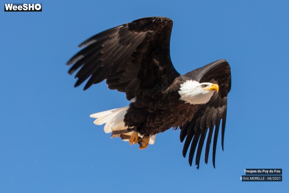 26/41 photos du spectacle Puy du Fou