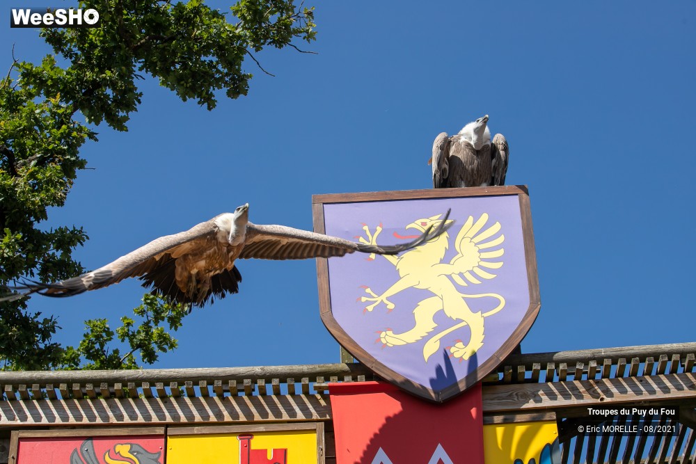 28/41 photos du spectacle Puy du Fou
