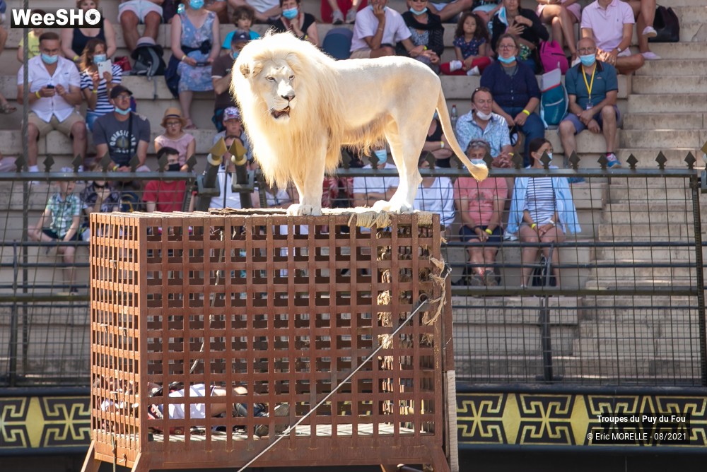36/41 photos du spectacle Puy du Fou